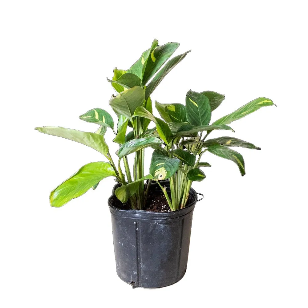 Ctenanthe Never Never Plant 7 Inch Pot